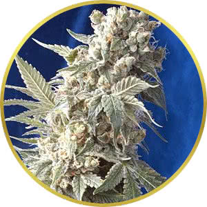 AK-47 Feminized Seeds for sale from Seedsman by Serious Seeds
