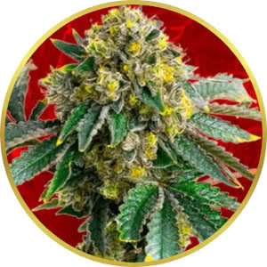 Amnesia Haze Feminized Seeds for sale from Crop King