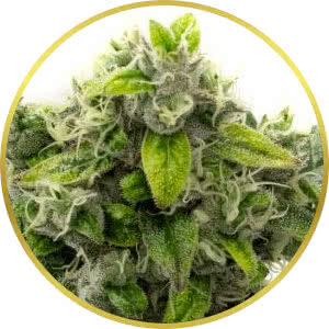 Amnesia Haze Feminized Seeds for sale from Homegrown