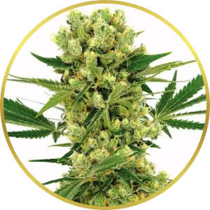 Amnesia Haze Feminized Seeds for sale from ILGM