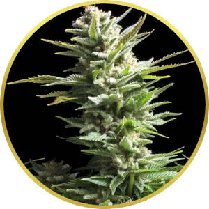 Amnesia Haze Feminized Seeds for sale from Seedsman