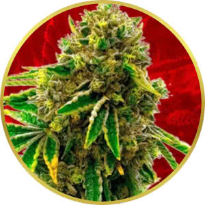 Banana Kush Feminized Seeds for sale from Crop King