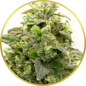 Banana Kush Feminized Seeds for sale from Homegrown