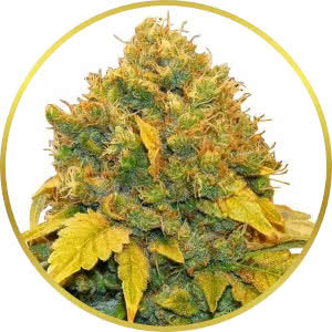 Banana Kush Feminized Seeds for sale from ILGM