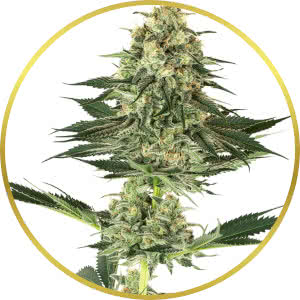 Banana Kush Feminized Seeds for sale from Seedsman by Sensi White Label