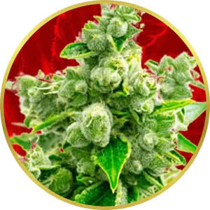 Big Bud Feminized Seeds for sale from Crop King