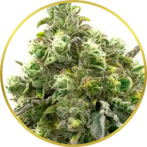 Big Bud Feminized Seeds for sale from Homegrown