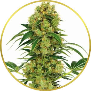 Big Bud Feminized Seeds for sale from ILGM