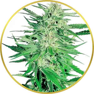 Big Bud Feminized Seeds for sale from Seedsman by Sensi Seeds