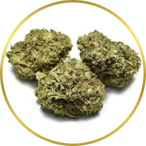 Big Bud Feminized Seeds for sale from SeedSupreme