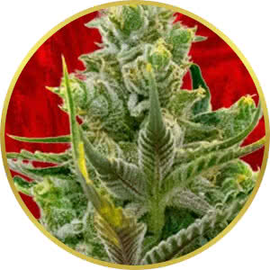 Blackberry Kush Feminized Seeds for sale from Crop King