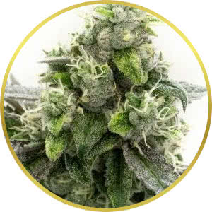 Blackberry Kush Feminized Seeds for sale from Homegrown