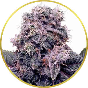 Blackberry Kush Feminized Seeds for sale from ILGM