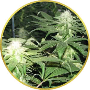 Blackberry Feminized Seeds for sale from Seedsman by Nirvana