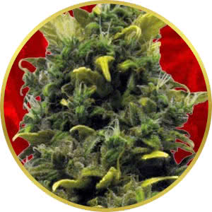 Blue Cheese Feminized Seeds for sale from Crop King