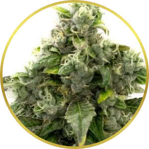 Blue Cheese Feminized Seeds for sale from Homegrown