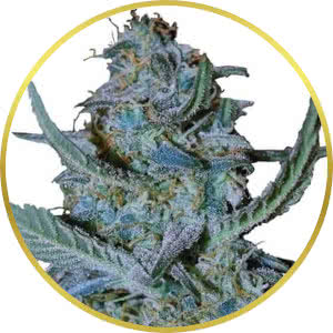 Blue Cheese Feminized Seeds for sale from ILGM