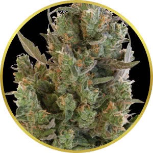 Blue Cheese Feminized Seeds for sale from Seedsman by Barney's Farm