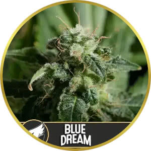 Blue Dream Feminized Seeds for sale from Blimburn