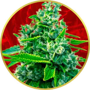 Blue Dream Feminized Seeds for sale from Crop King