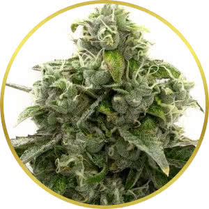 Blue Dream Feminized Seeds for sale from Homegrown