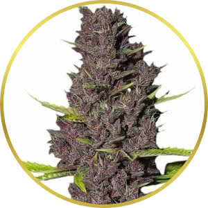 Blue Dream Feminized Seeds for sale from ILGM