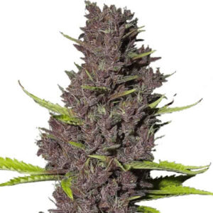 Blue Dream Feminized Seeds for sale from IGLM
