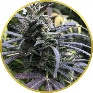 Blue Dream Feminized Seeds for sale from Seedsman