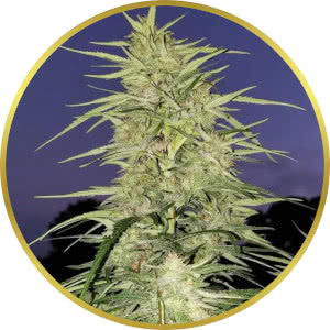 Blue Dream Feminized Seeds for sale from SeedSupreme