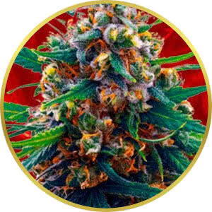 Blueberry Feminized Seeds for sale from Crop King