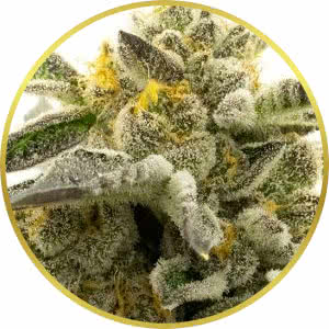 Blueberry Feminized Seeds for sale from Homegrown