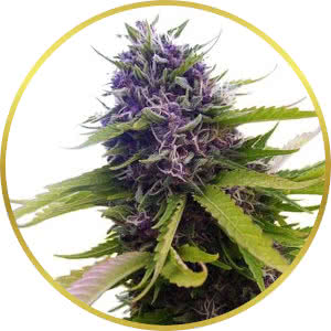 Blueberry Feminized Seeds for sale from ILGM