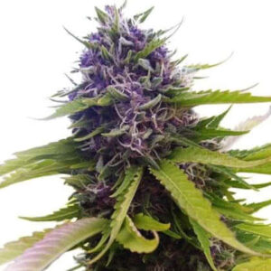 Blueberry Feminized Seeds for sale from IGLM