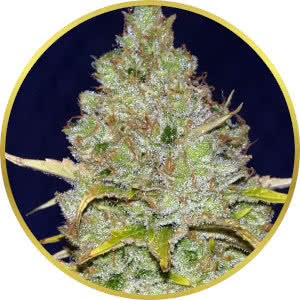Blueberry Feminized Seeds for sale from Seedsman