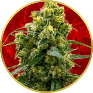 Bruce Banner Feminized Seeds for sale from Crop King