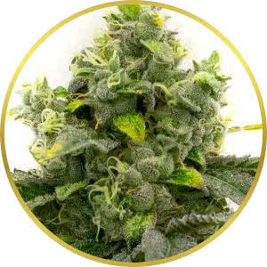 Bruce Banner Feminized Seeds for sale from Homegrown