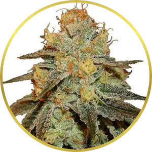 Bruce Banner Feminized Seeds for sale from ILGM
