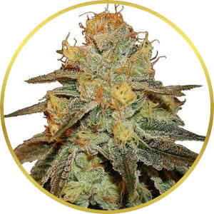 Bruce Banner Feminized Seeds for sale from ILGM