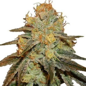 Bruce Banner Feminized Seeds for sale from IGLM