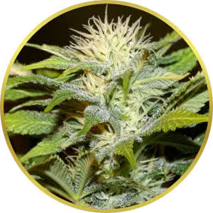 Bruce Banner Feminized Seeds for sale from Seedsman