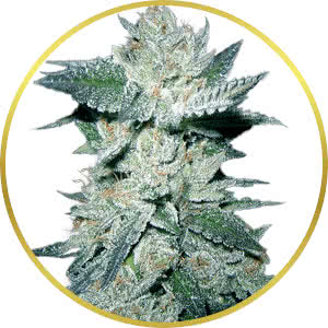 Bubba Kush Feminized Seeds for sale from Crop King