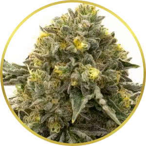Bubba Kush Feminized Seeds for sale from Homegrown