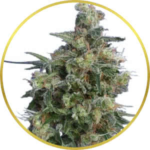 Bubba Kush Feminized Seeds for sale from ILGM