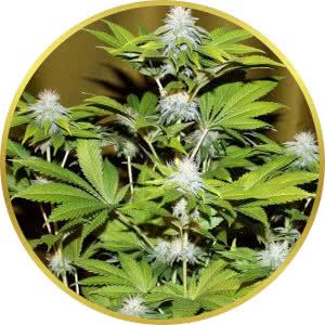 Bubba Kush Feminized Seeds for sale from Seedsman