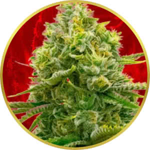 Bubble Gum Feminized Seeds for sale from Crop King