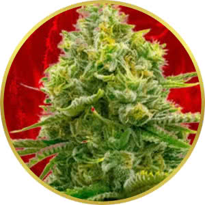 Bubble Gum Feminized Seeds for sale from Crop King