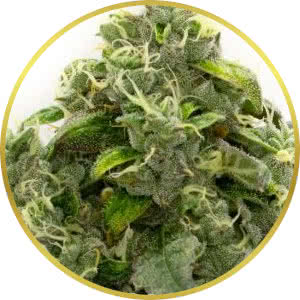 Bubblegum Feminized Seeds for sale from Homegrown