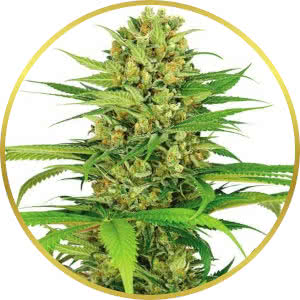 Bubble Gum Feminized Seeds for sale from ILGM