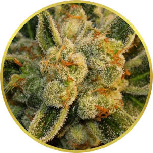 Bubble Gum Feminized Seeds for sale from Seedsman by TH Seeds