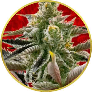 California Dream Feminized Seeds for sale from Crop King